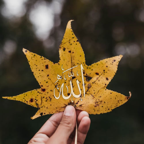 Allah name on dry maple leaf dp 