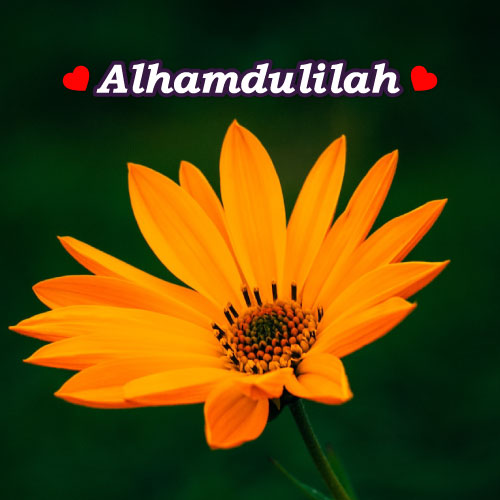 Alhamdulillah Dp with Orange Flower on green background.