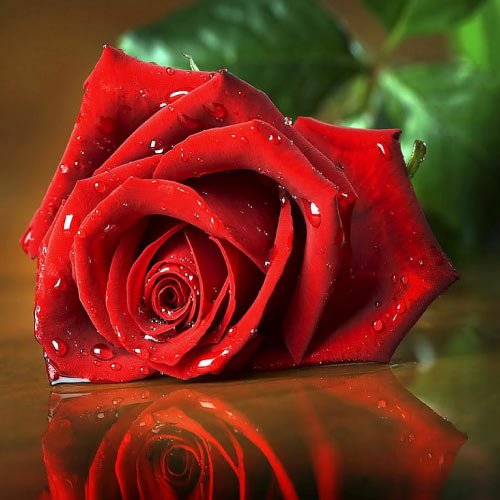 Stylish Rose Dp - 3d red rose