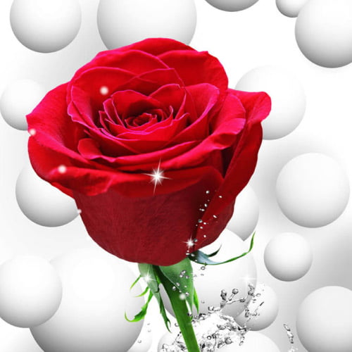 best Rose Dp for whatsapp - beautiful background red rose