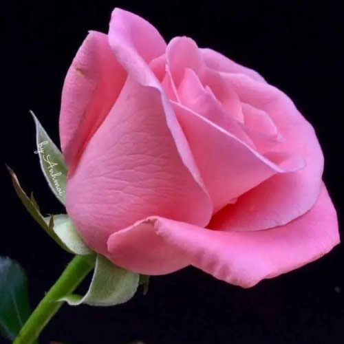 Rose Dp For Whatsapp - black background pink rose