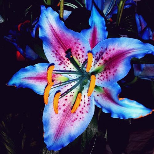 Beautiful Flower Dp - blue pink lily flower