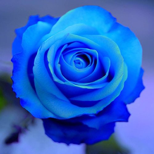 Stylish Rose Dp - blue rose