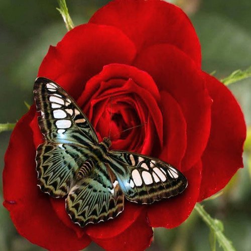 Stylish Rose Dp - butterfly on rose
