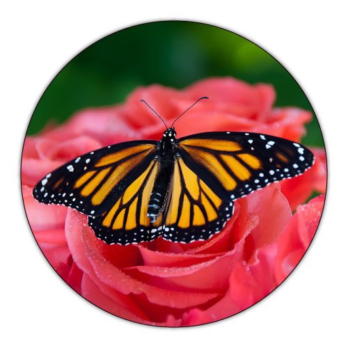 Rose Dp For Whatsapp - circle red rose with butterfly pic