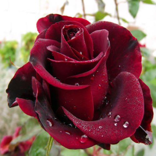 Beautiful Flower Dp - dark rose flower