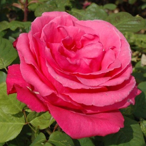 Rose Dp For Whatsapp - leaf background pink rose