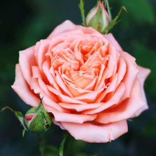 Rose Dp For Whatsapp - light pink rose