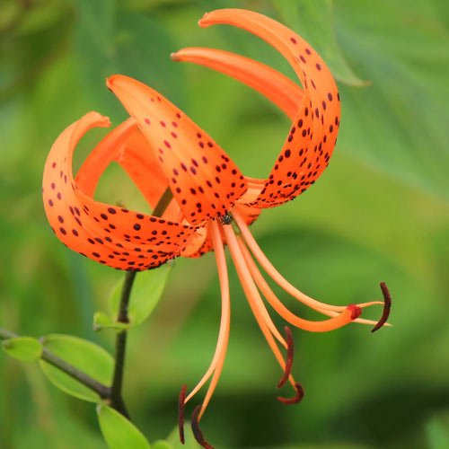 Rose Dp For Whatsapp - lily orange tiger flower