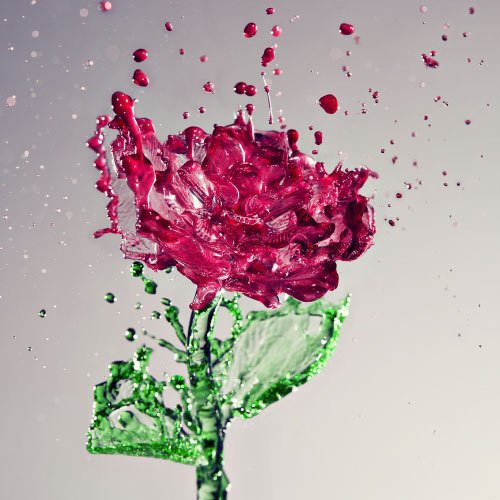 Stylish Rose Dp - nice background red rose flower