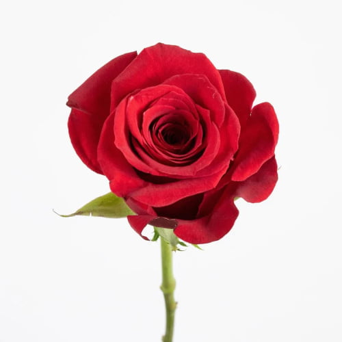 Rose Dp - nice red flower