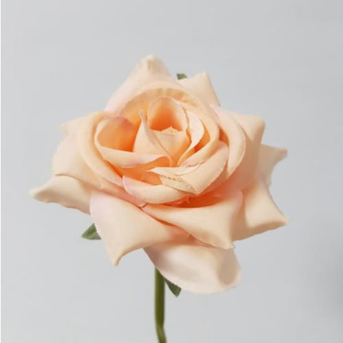 Rose Dp For Whatsapp - peach rose flower 