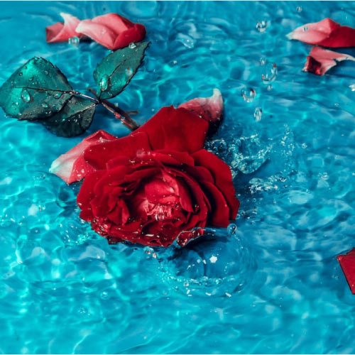 Rose Dp - red rose flower on pool