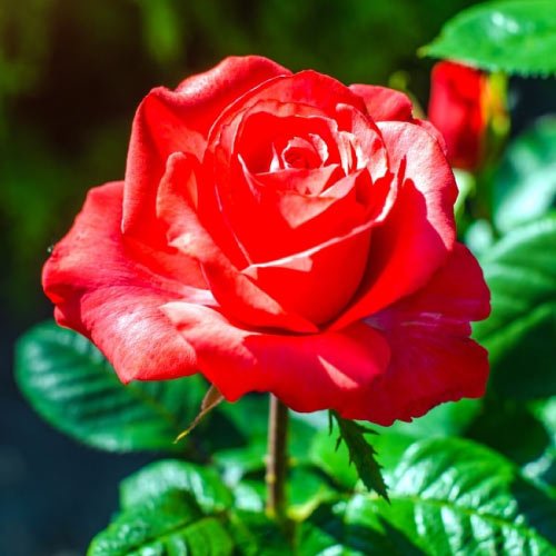 Rose Dp For Whatsapp - stylish red rose flower 