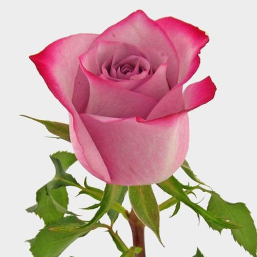 Rose Dp For Whatsapp - white background pink rose 