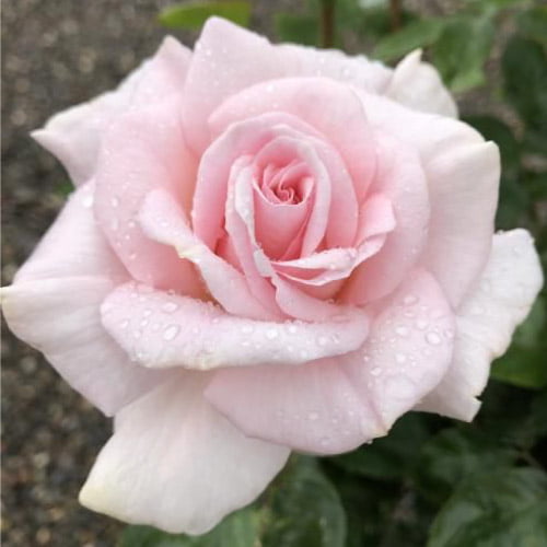 Rose Dp For Whatsapp - white pink rose