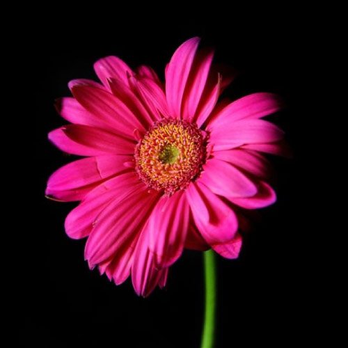 Rose Dp For Whatsapp - pink lovely flower