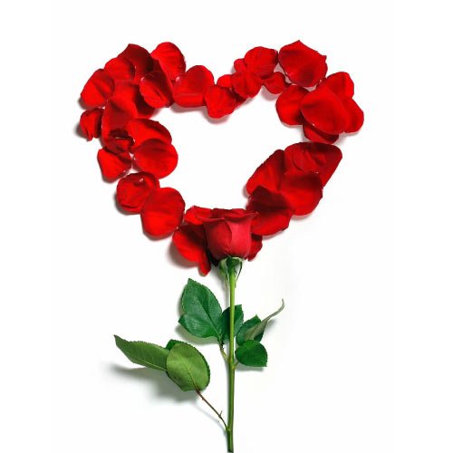 stylish rose heart  - whatsapp dp