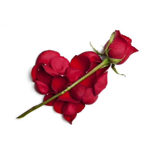 heart Rose pic - best dp for whatsapp