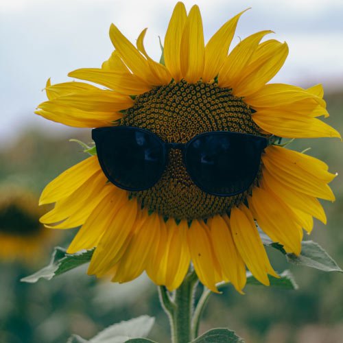 Stylish Rose Dp - sunflower with glasses