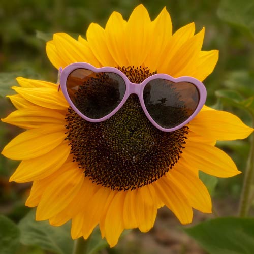 Stylish Rose Dp - sun flower with glasses