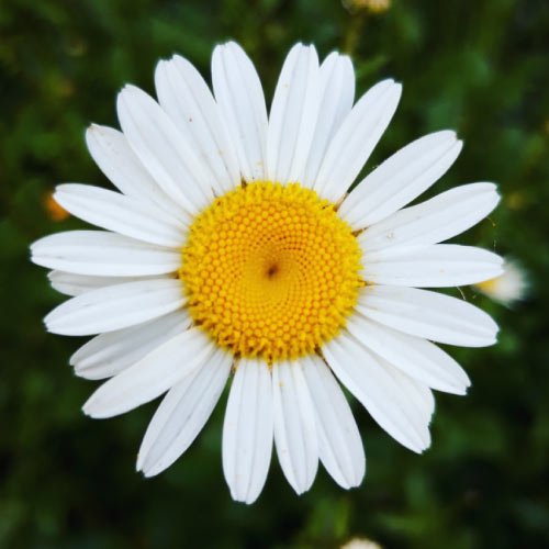 Rose Dp For Whatsapp - wonderful background daisy flower