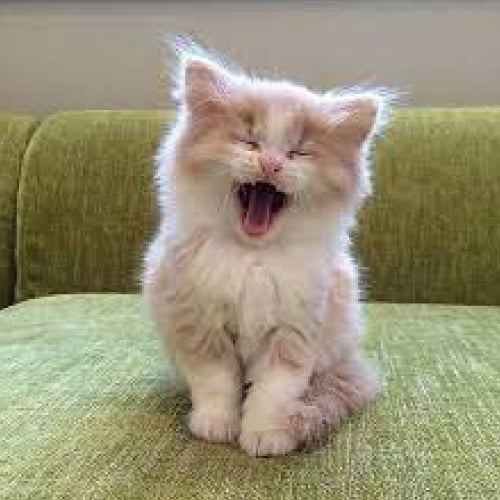 Cute Cat Dp - beautiful cat open mouth photo