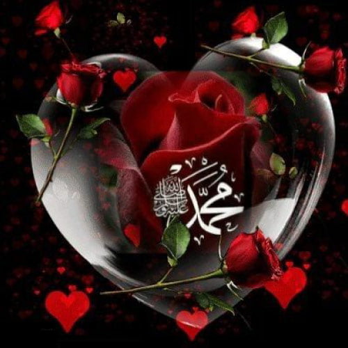 Muhammad Dp - black background red rose