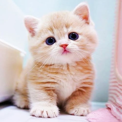 cute Cat Dp for Whatsapp - light brown & white color cat