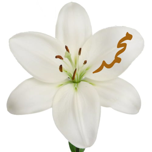 Hazrat Muhammad Dp - lily flower
