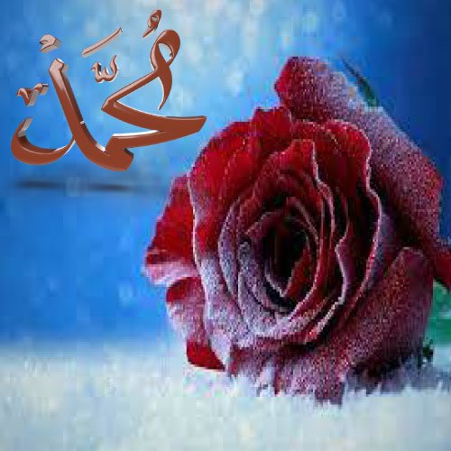 Hazrat Muhammad Dp - nice background rose