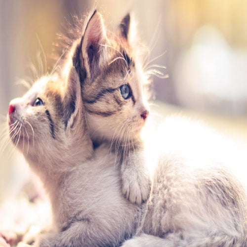 Cat Dp For Whatsapp - two cat hugging photo