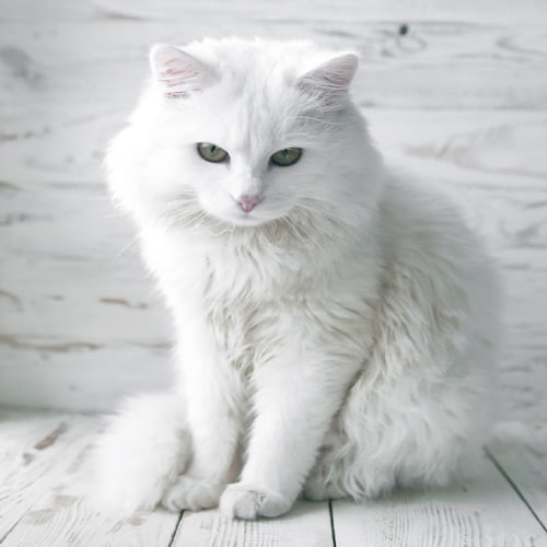 Cat DP - white color background pic 