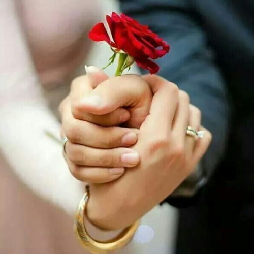Couple Dp for whatsapp - rose in hand