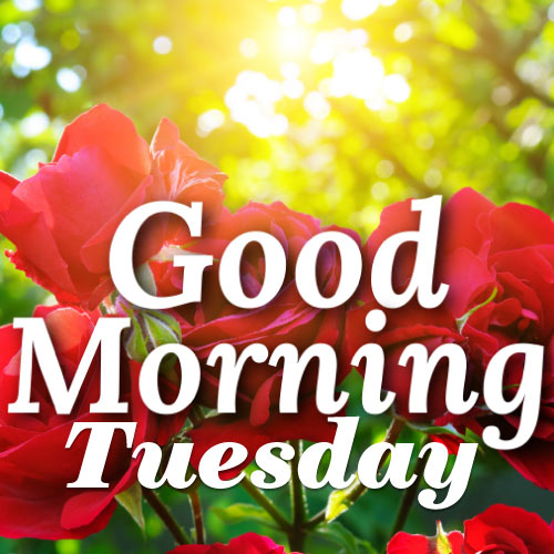 Good morning Tuesday Wishes - red rose flowers image