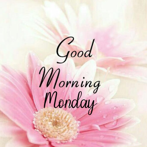 Good Morning Monday Images - beautiful two flowers black color text photo