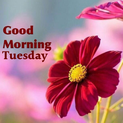 Good morning Tuesday Wishes - red yellow flower