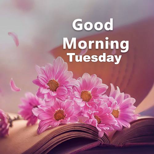 Good Morning Tuesday Images - pink flower in book 