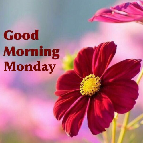 Good Morning Monday Images - good look red flower photo red color text