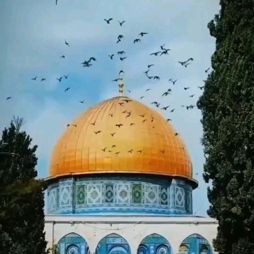 Masjid Aqsa Dp - birds flying