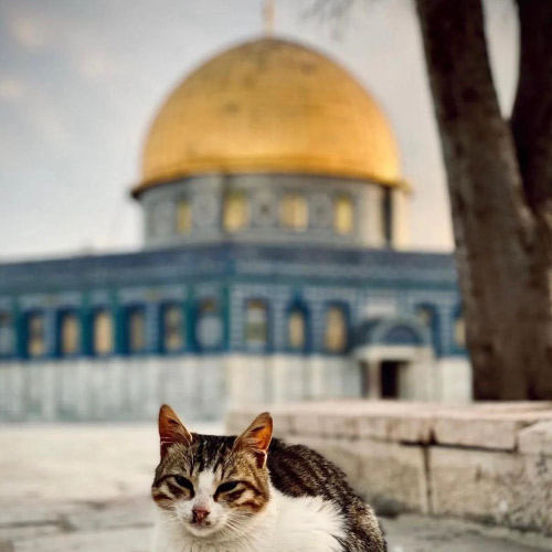 Masjid Aqsa Dp - cat pic