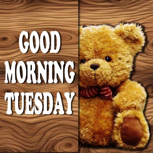 Good Morning Tuesday Images - bear poto