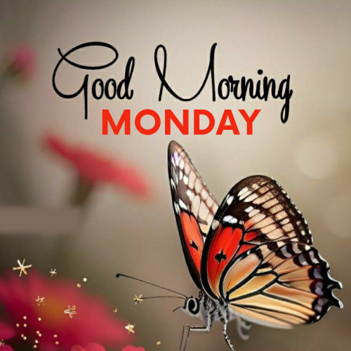 Good Morning Monday Images - nice look butterfly pic black red color text photo