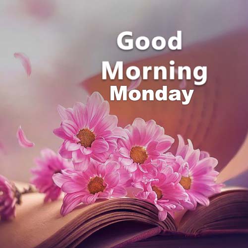 Good Morning Monday Images - nice look pink color flowers photo