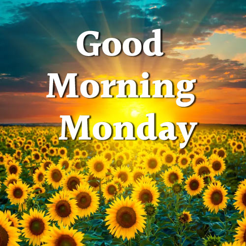 Good Morning Monday Images - nice look sunflower garden photo