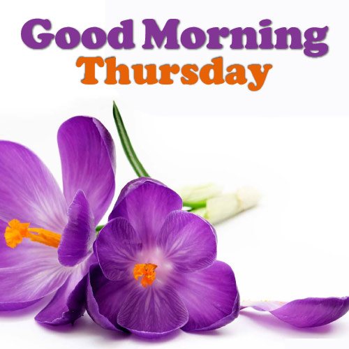 Good Morning Thursday Images - purple flower