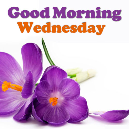 Good Morning Wednesday Images - purple flower