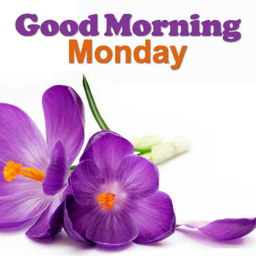 Good Morning Monday Images - purple Zafran flower Monday wishes
