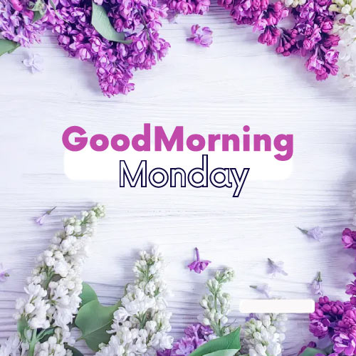 Good Morning Monday Images - purple white color flower background photo