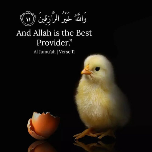 Qurani Ayat Dp - baby chicken pic